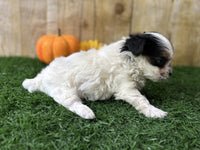 Biewer Terrier