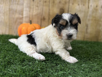 Biewer Terrier