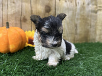 Biewer Terrier