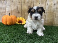 Biewer Terrier