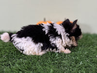 Biewer Terrier