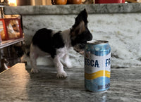 Teacup Biewer Terrier