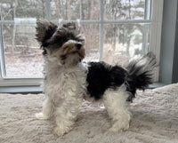 Poppy Female Biewer Terrier $3500