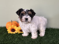 Biewer Terrier