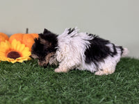 Biewer Terrier