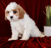 Cavapoo