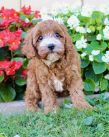 Cavapoo