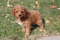 Cavapoo