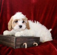 Cavapoo