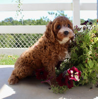 Cavapoo