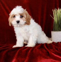 Cavapoo