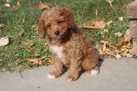 Cavapoo