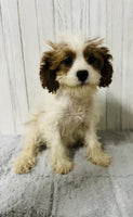 Cavapoo