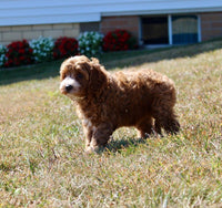 Cavapoo
