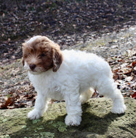 Cockapoo