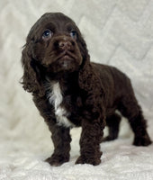 Cocker Spaniel