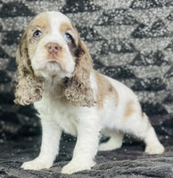 Cocker Spaniel