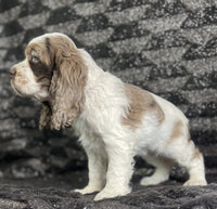 Cocker Spaniel