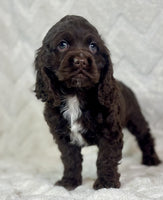 Cocker Spaniel