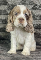 Cocker Spaniel