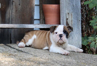 English Bulldog
