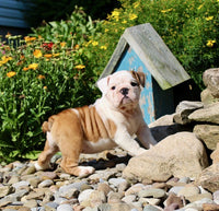 English Bulldog
