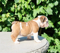 English Bulldog
