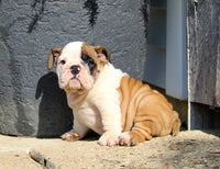 English Bulldog