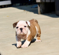 English Bulldog