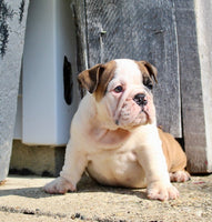 English Bulldog