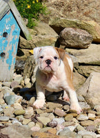 English Bulldog