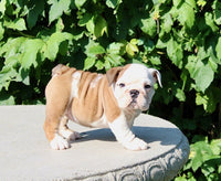 English Bulldog