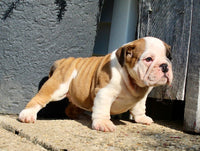 English Bulldog