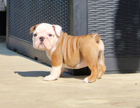 English Bulldog