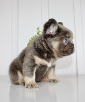 Fluffy French Bulldog