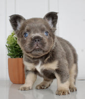 Fluffy French Bulldog