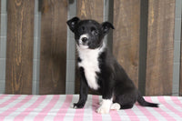 Fox Terrier Mix 