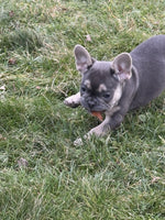 Mocha Female AKC French Bulldog $1150