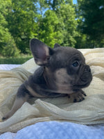 French Bulldog