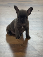 French Bulldog 