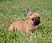 French Bulldog