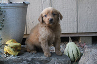  Golden Retriever