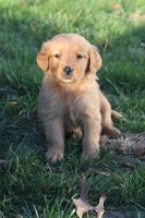  Golden Retriever