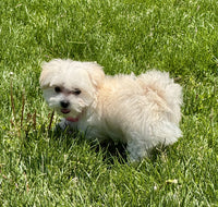 Maltipoo