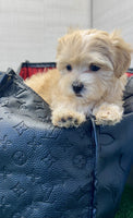 Maltipoo