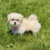 Maltipoo