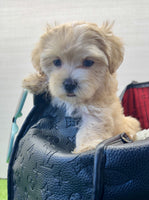 Maltipoo