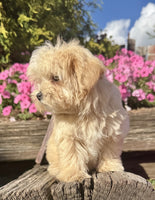 Maltipoo