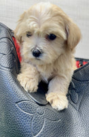 Maltipoo