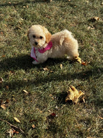 Maltipoo